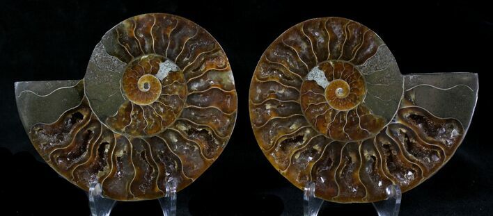Polished Ammonite Pair - Million Years #21623